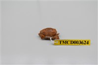 藏品(黑點皺蟹)的圖片